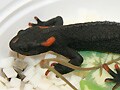 アカミミイボイモリ