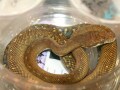 モルカンパイソン！爬虫類・ヘビの基本的な知識と飼い方
