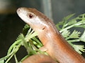 モクマオウホソアオジタトカゲ