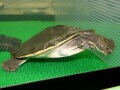 ニューギニアカブトガメの基本情報と飼育方法……飼育しやすい？