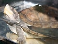 ニシキセタカガメ