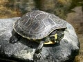 キバラガメの基本情報と飼育方法……ミドリガメの基亜種