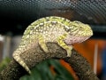カーペットカメレオンの基本情報と飼育方法…飼育しやすくおすすめ！