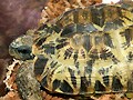 マダガスカルセオレガメ