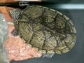 ヒラタニオイガメは世界最小クラスの水生ガメ！ 基本情報と飼育方法