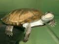 ヌマヨコクビガメの基本情報と飼育方法！知っておくべき知識とは