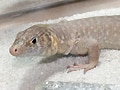 ジャヤカーオマーンカナヘビの基本情報と飼育方法…大型のカナヘビ！