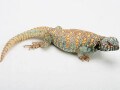 ニシキトゲオアガマの飼育方法とは？ 色彩が鮮やかで魅力的