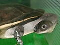 ヒガシマッコードナガクビガメ