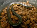 コータオアシナシイモリの基本情報と飼育方法……無足類の一種！