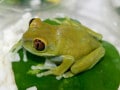 ウルグルオオクサガエルは大きな目が特徴的！ 基本情報と飼育方法