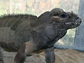 サイイグアナ