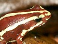 ミイロヤドクガエル