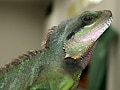 インドシナウォータードラゴン