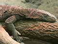 ハナブトオオトカゲ