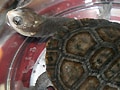ニューギニアナガクビガメ