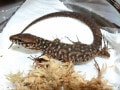 スミスヨルトカゲの基本情報と飼育方法……中米に生息するヨルトカゲ