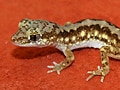 ダマエウムイシヤモリの基本情報と飼育方法…オーストラリアのヤモリ