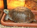 ミナミニシキハコガメの基本情報と飼育方法