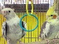 ペットの鳥類図鑑 - オカメインコ