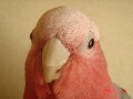 ペットの鳥類図鑑 - モモイロインコ