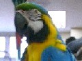 ペットの鳥類図鑑 - ルリコンゴウインコ