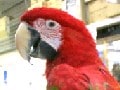 ペットの鳥類図鑑 - ベニコンゴウインコ