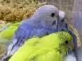 ペットの鳥類図鑑 - セキセイインコ