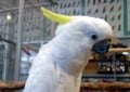 ペットの鳥類図鑑 - キバタン