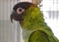 ペットの鳥類図鑑 - クロカミインコ