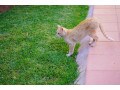 猫が庭・花壇に穴掘りをして困る…お庭の猫対策