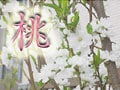 ひな祭りの花、桃に注目！