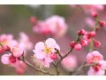 2月にしておきたいガーデニングと春の花壇の準備