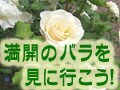 満開のバラを見に行こう！