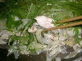 ホットプレートレシピ　塩鶏と葱のホット鍋