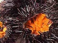 鹿児島の阿久根の海から直送の殻付き紫ウニ　ウニ好きならこだわって欲しい