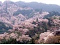 三万本のご神木桜が咲き誇る吉野山のおすすめ宿　一度は行きたい吉野山の観桜宿