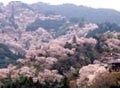 三万本のご神木桜が咲き誇る吉野山のおすすめ宿　一度は行きたい吉野山の観桜宿