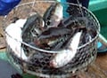 天然ふぐ水揚げ漁港の宿で至福を味わう！　伊勢志摩「安乗」天然ふぐの宿