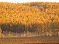 11月に楽しむ北海道の秋風景～女満別町　黄金色に燃えるカラマツの黄葉