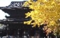 【2002年11月】服装・旬のプラン・祭・行事・食事処　京都を10倍楽しむツボ?11月号