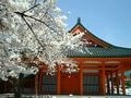京都のお花見 テーマ別おすすめスポット