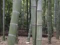 京都の竹林スポット 嵯峨野