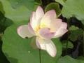 蓮の花が見られる寺　ゾクッ…とするほど美しい蓮の花