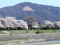 京都人の厳選桜の名所＋穴場スポット！