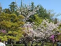 京の桜以外の花の名所5選