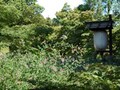 初秋の京都のお花見のススメ