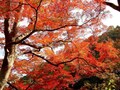 ハイキングをしながら紅葉の山道を楽しむ