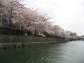 絶景の特等席！岡崎桜回廊十石舟めぐり