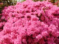 厄除けちまきに花御札／烏山と練馬のつつじ公園　満開！根津のつつじまつり